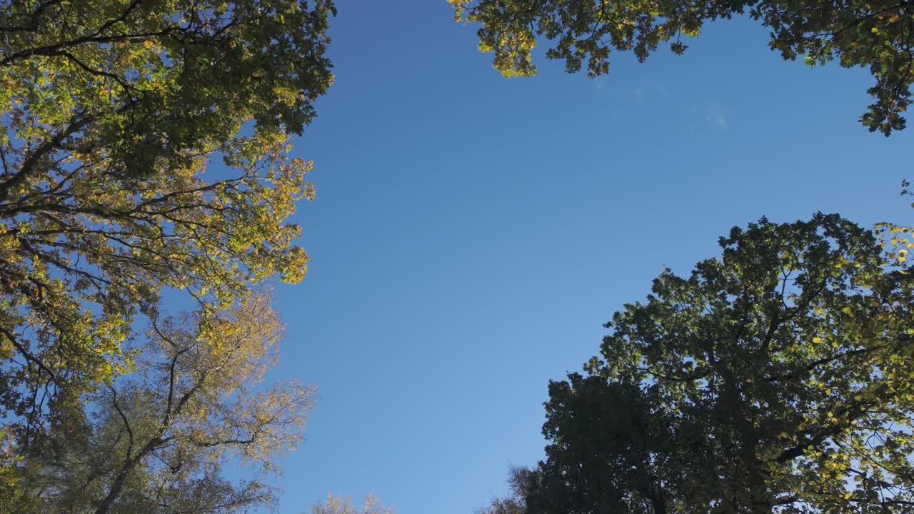 Static cinematic shot looking up at autumn trees swaying in the wind against a clear blue sky