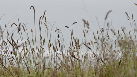 coastal grassy landscape