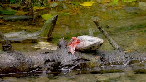 Disparo-Constante-De-Salmón-Muerto-Después-Del-Desove-Flotando-En-El-Arroyo,-Mostrando-La-Carne-Probablemente-Comida-Por-El-Oso---Isla-De-Vancouver,-Canadá