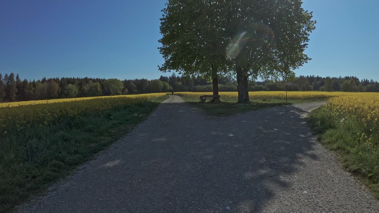A gravel path through a field of yellow rapeseed flowers, under a clear blue sky