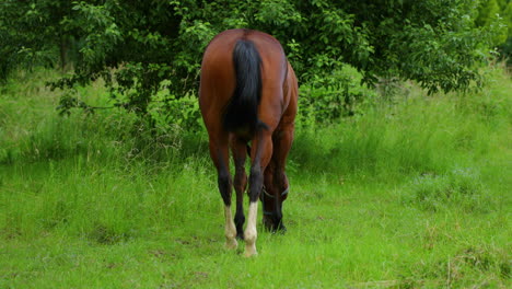 caballo marrón pastando en la hierba durante un día soleado