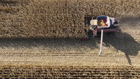 combine harvester collecting fresh corn grain crops from a farm field, aerial top down