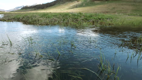 Statische-Aufnahme-Eines-Sauberen-Und-Trinkbaren-Gebirgsbachs-Mit-Wasserpflanzen