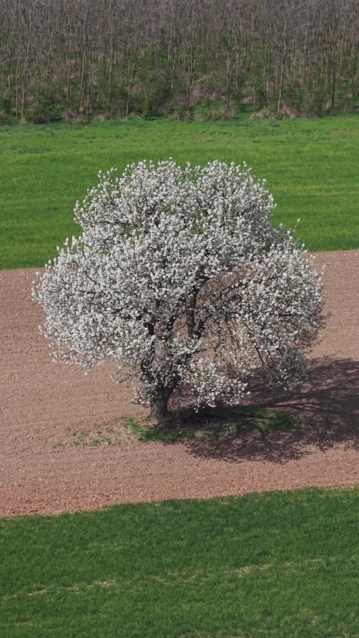 Video verticale con drone di un albero in fiore in un campo arato.