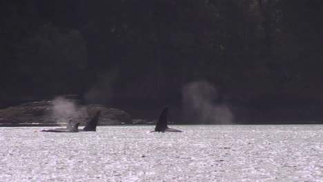 family of four orcas swimming along beautiful shoreline, blow glistening in sun