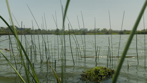 Lake with Reeds and Vegetation