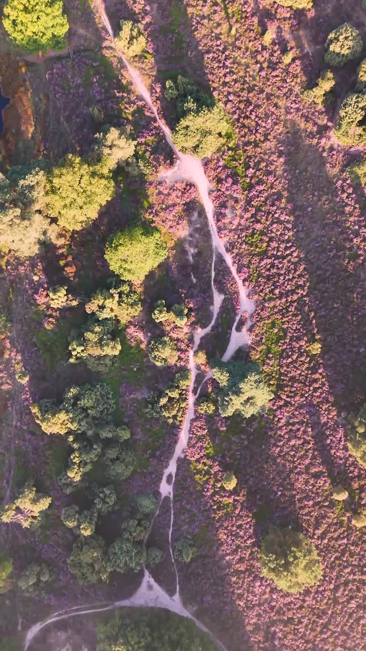 Aerial View of Purple Heather Fields with Winding Paths
