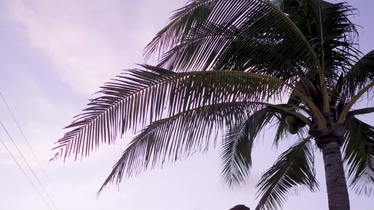 una vista de una palmera que sopla en el viento en un día tropical nublado