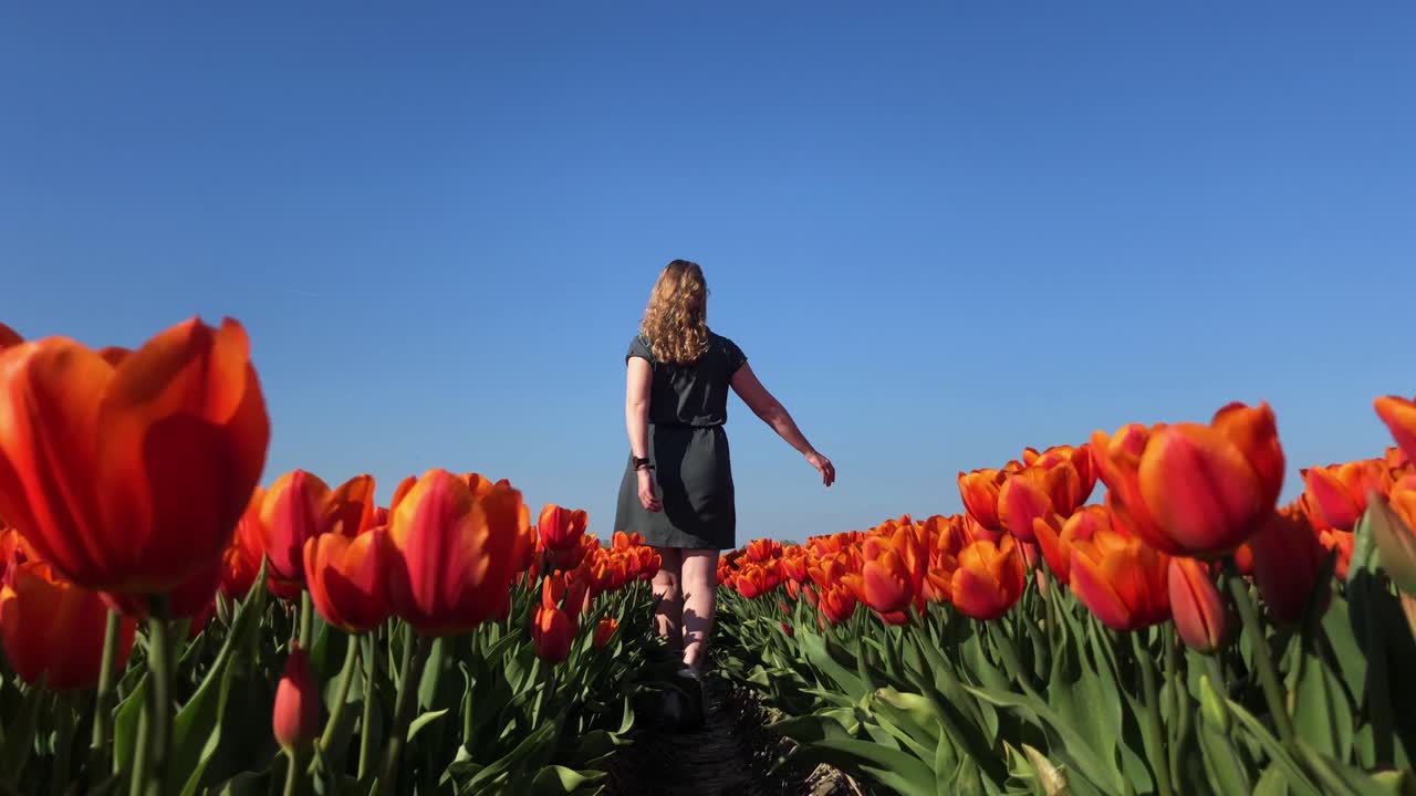niña caminando por el campo de tulipanes rojos en países bajos, muñeca de cámara baja