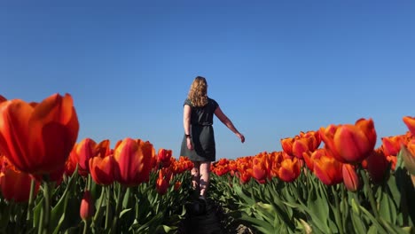 girl walking through field of red tulips in netherlands, low camera dolly