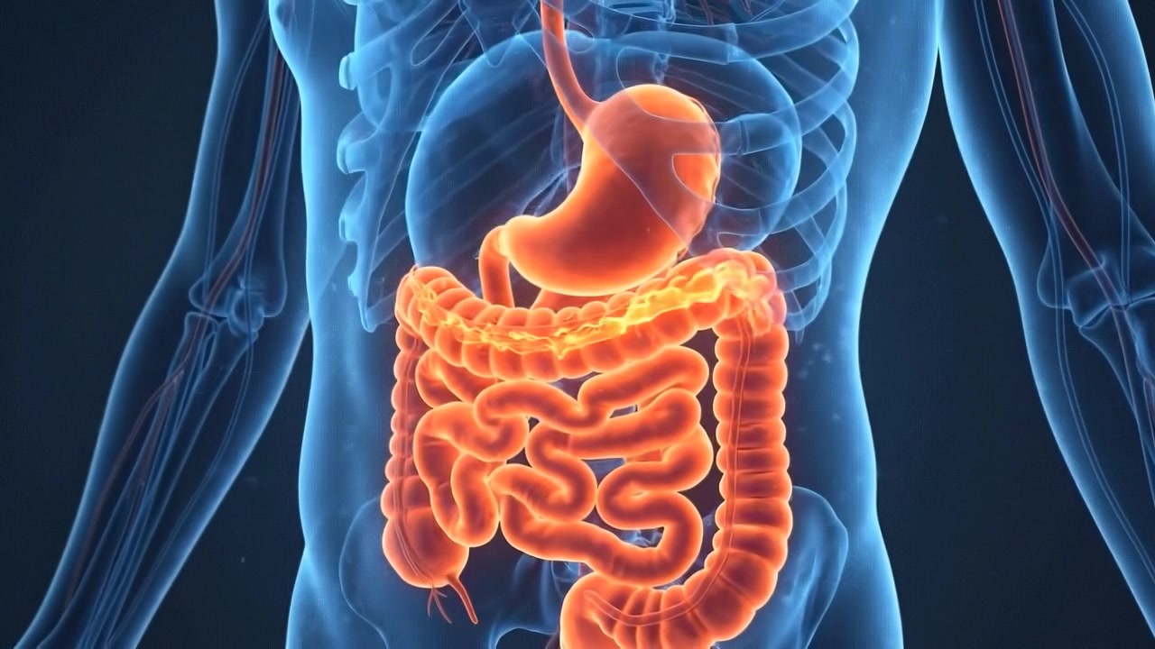 Animazione medica 3D del sistema digestivo umano