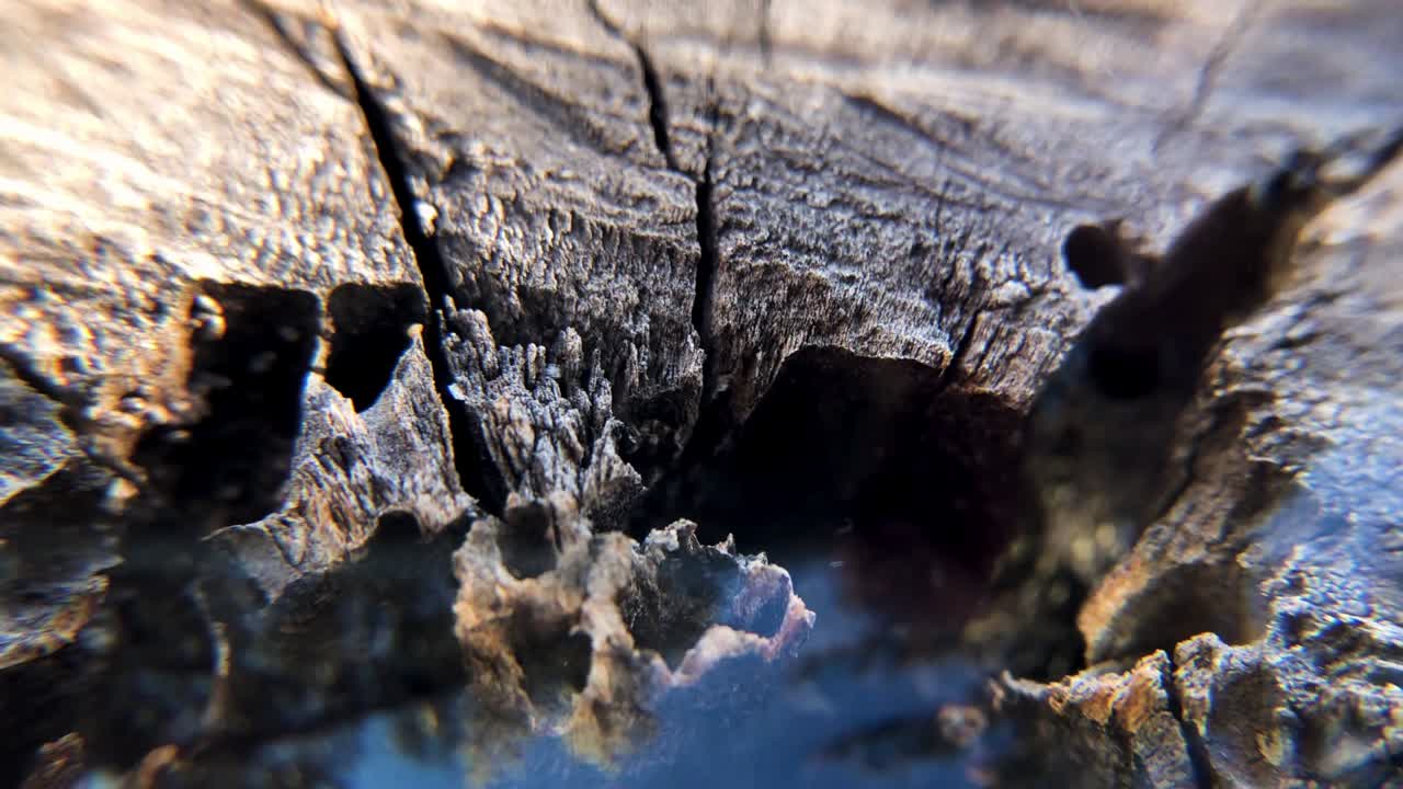 절단된 나무의 추상적인 클로즈업 배경은 유리 공으로 확대됩니다.