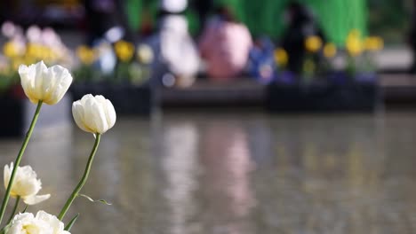 tulipanes blancos en el foco, la gente borrosa en el fondo