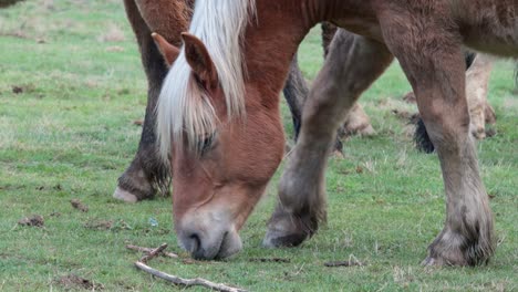 Junges-Pferd-Frisst-Gras-Auf-Der-Wiese,-Umgeben-Von-Anderen-Freien-Pferden