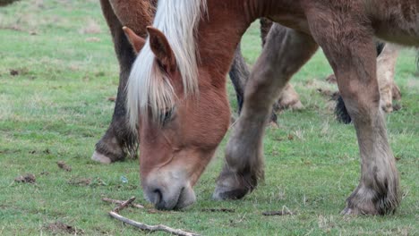 caballo joven comiendo hierba en el prado rodeado de otros caballos libres