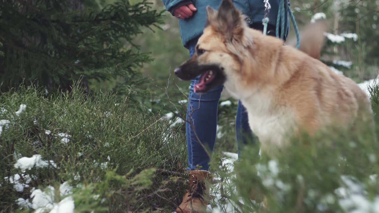 숲에서 밖에서 걷는 개, 앞쪽 낮은 시야, 옆에 있는 주인의 다리