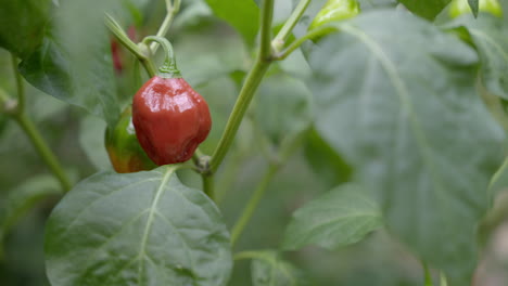 red and green peppers in a plant