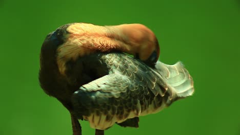 orangy buff necked ibis scratching its back tail