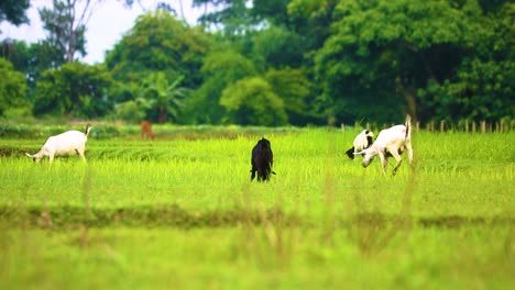 Schwarze-Und-Weiße-Bengalziegen-In-Der-Landschaft-Von-Bangladesch