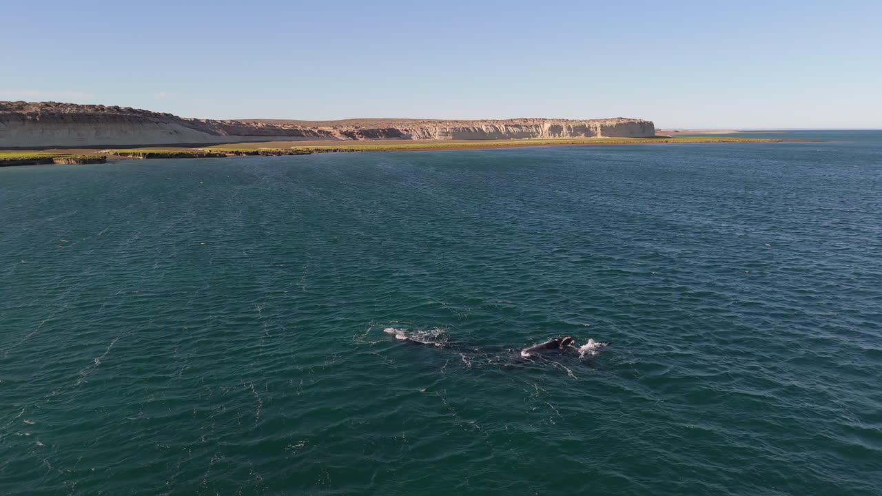 Aerial fly above Whale swimming at Patagonian blue sea landscape at Puerto Madryn, Chubut Argentina with dunes background
