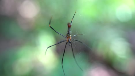 Die-Spinne-Sitzt-In-Ihrem-Netz-Und-Wartet-Auf-Beute