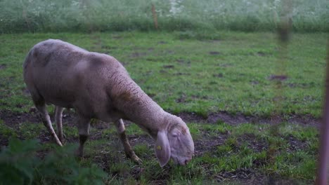 Grazing-Sheep-in-the-moody-mountains´with-fog-in-slowmotion