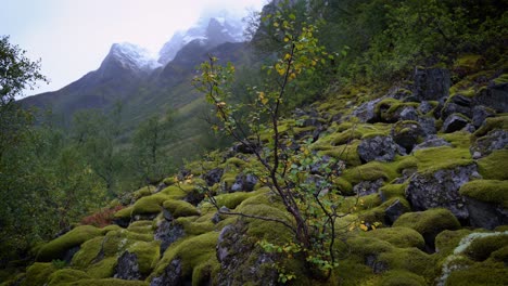 Tree-in-the-misty-mountains