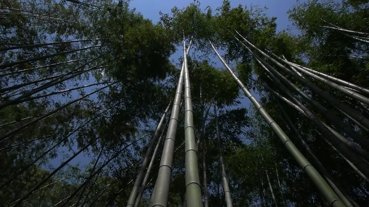 vista inclinada hacia arriba de los árboles de bambú moviéndose en el viento, bosque de bambú de japón