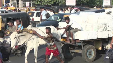 oxen carry a loaded wagon through a busy indian street