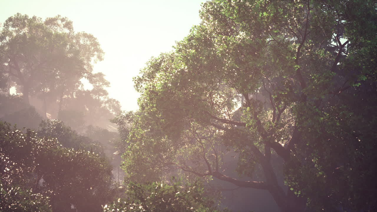 Morning light shines through the lush jungle of a tranquil rainforest