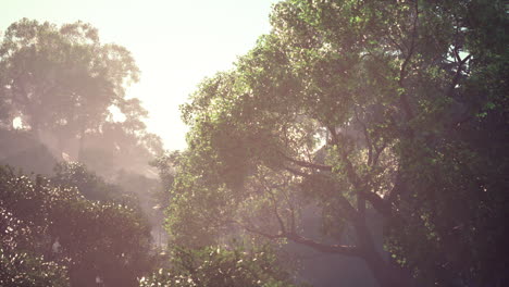 morning light shines through the lush jungle of a tranquil rainforest