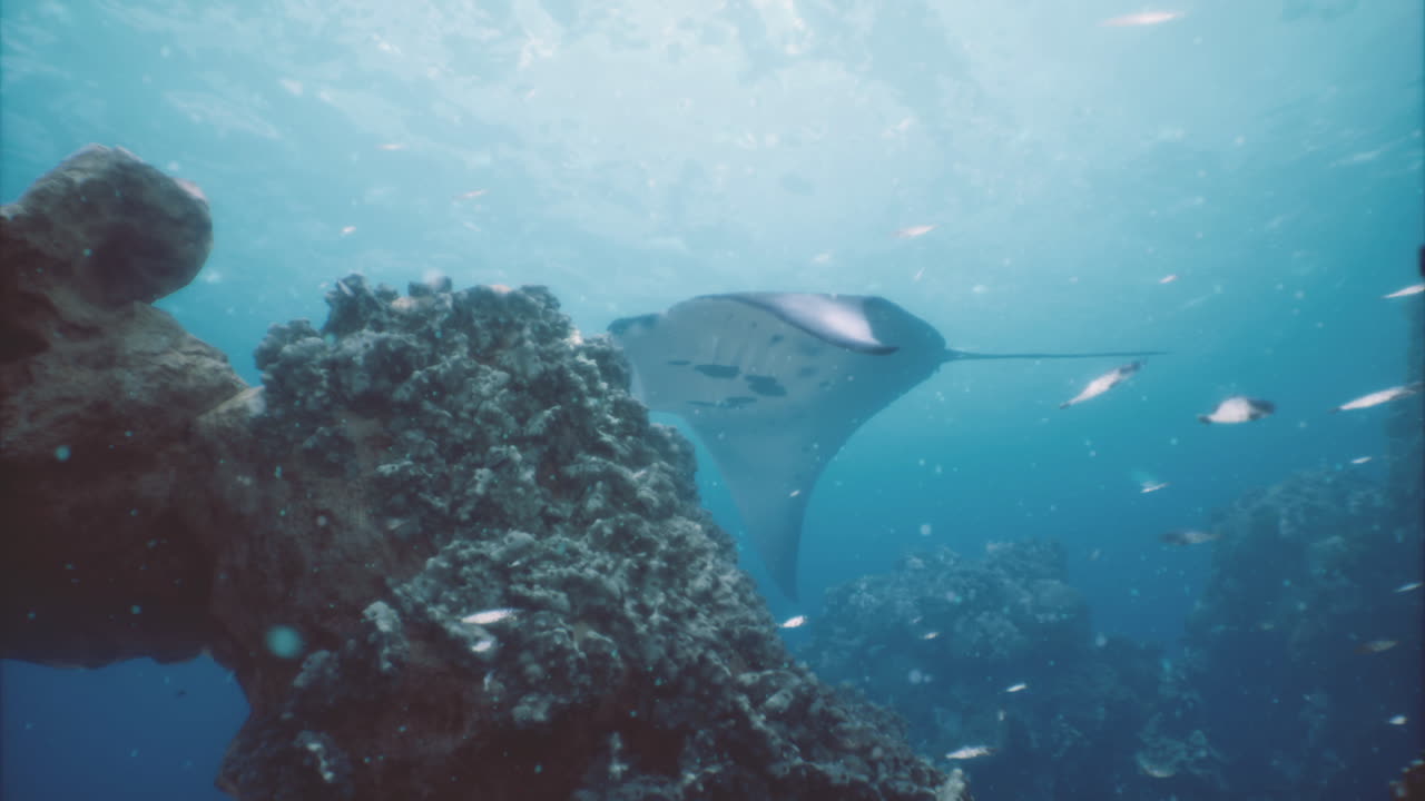 Underwater exploration reveals a majestic stingray gliding through coral