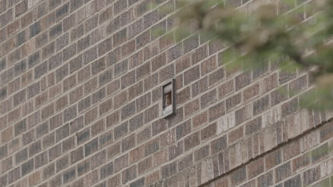 Uno storno eurasiatico adulto vola al nido in un condotto di aspirazione per nutrire un giovane storno. Muro di mattoni urbano, North Yorkshire, Regno Unito. Canon C70, 25FPS, CLOG2, Ripresa ampia.