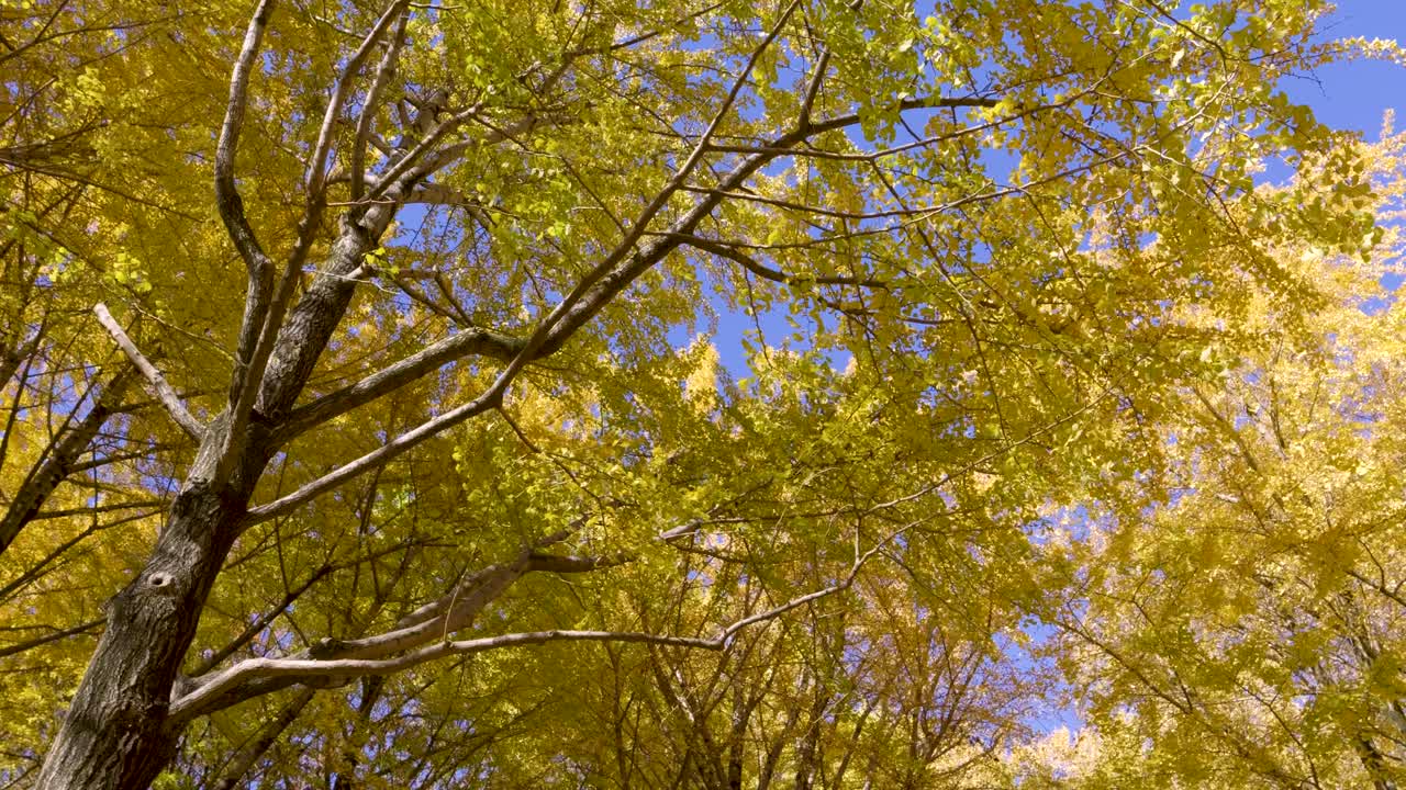 푸른 하늘을 배경으로 일본에서 놀라운 활기찬 노란색 가을 색