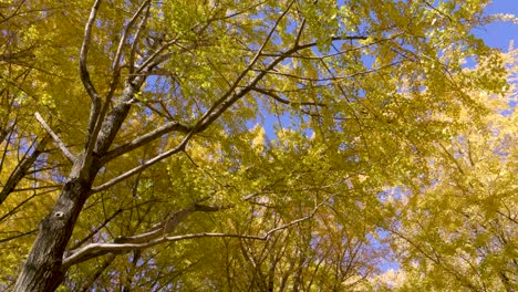 stunning vibrant yellow autumn colors in japan against blue sky