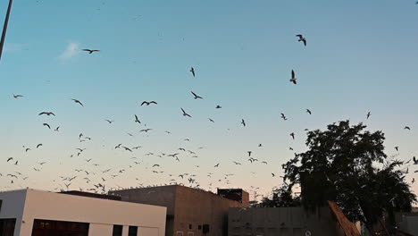 Pájaros-Sobre-El-Barrio-Histórico-Al-Fahidi-De-Dubai,-Emiratos-árabes-Unidos