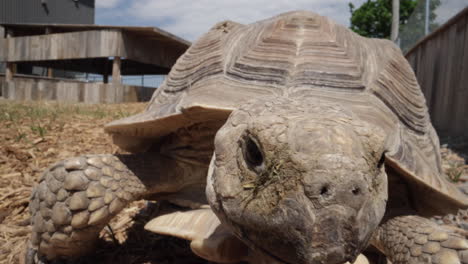 spurred tortoise approaching camera and blinking