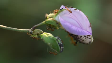 hormigas rojas pululan por una flor en la naturaleza