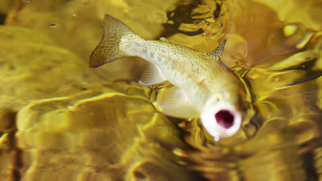 fish trapped in fishing hook