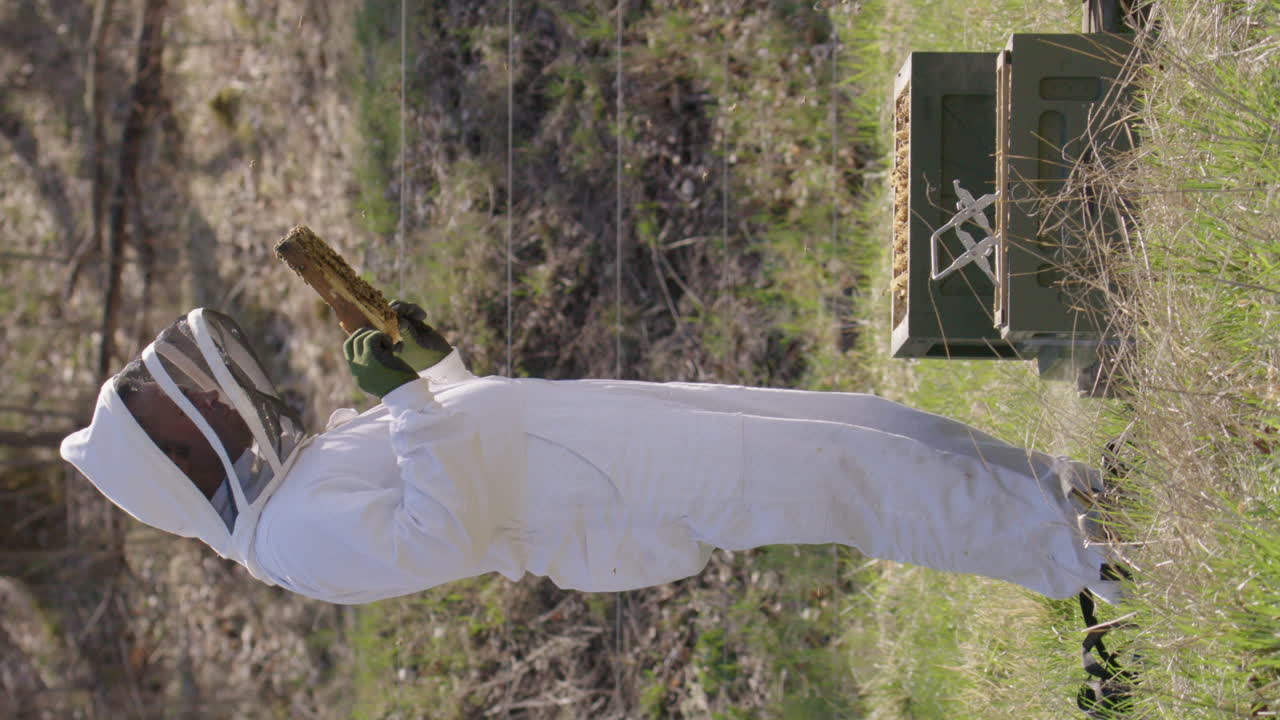 BEEKEEPING - Beekeeper removing a frame for inspection in an apiary, wide shot