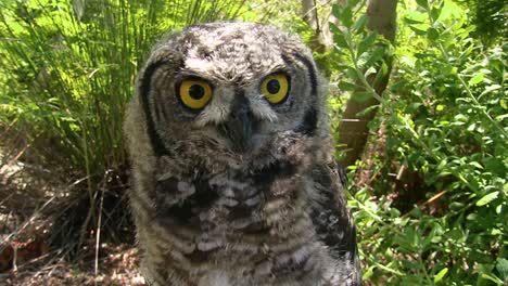 Owls-on-the-floor-of-the-forest