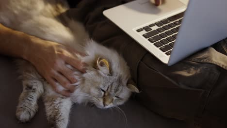 man using laptop and petting a cat. relaxed cat lying on sofa