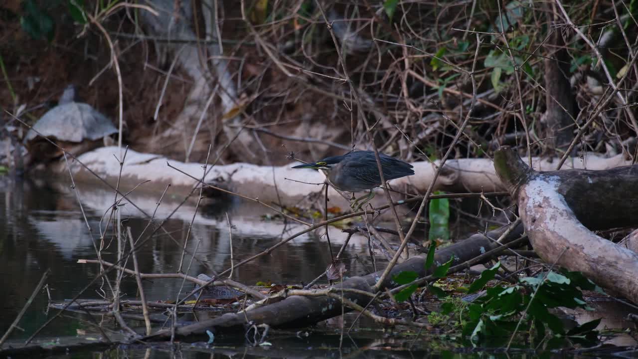 esperando seriamente una presa encaramado en la parte superior de algunas ramas caídas en el agua mientras come algo, garza estriada butorides striata, tailandia