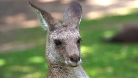 extreme close up head shot of aneastern grey kangaroo, macropus giganteus chewing on food, resting on the grassy open plain in australian wildlife sanctuary