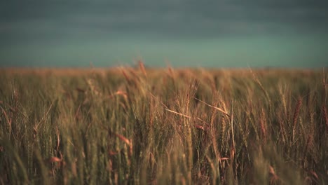 wheat blowing in the wind at sunset in slow motion