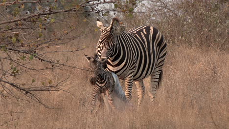 A-zebra-foal-has-just-stood-up-while-the-mare-is-licking-the-afterbirth