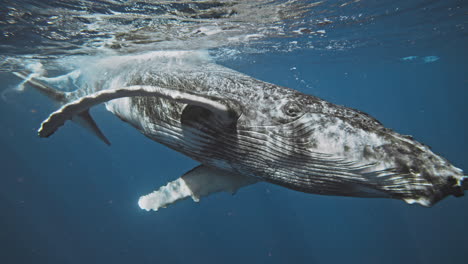 La-Ballena-Jorobada-Rueda-En-El-Agua-Girando-En-Cámara-Lenta-Para-Mirar-Hacia-El-Frente-Mientras-La-Luz-Brilla-Sobre-Su-Magnífica-Piel.