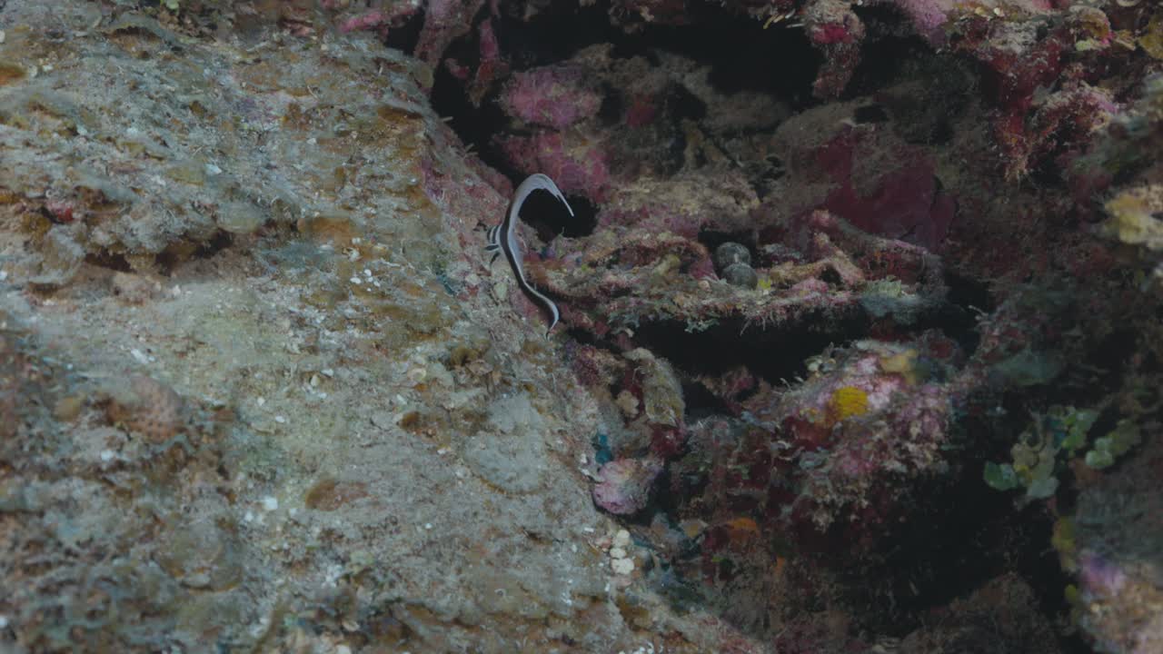 Juvenile Drum Fish Hovering Gracefully Above the Coral Reef in 4K 60 FPS