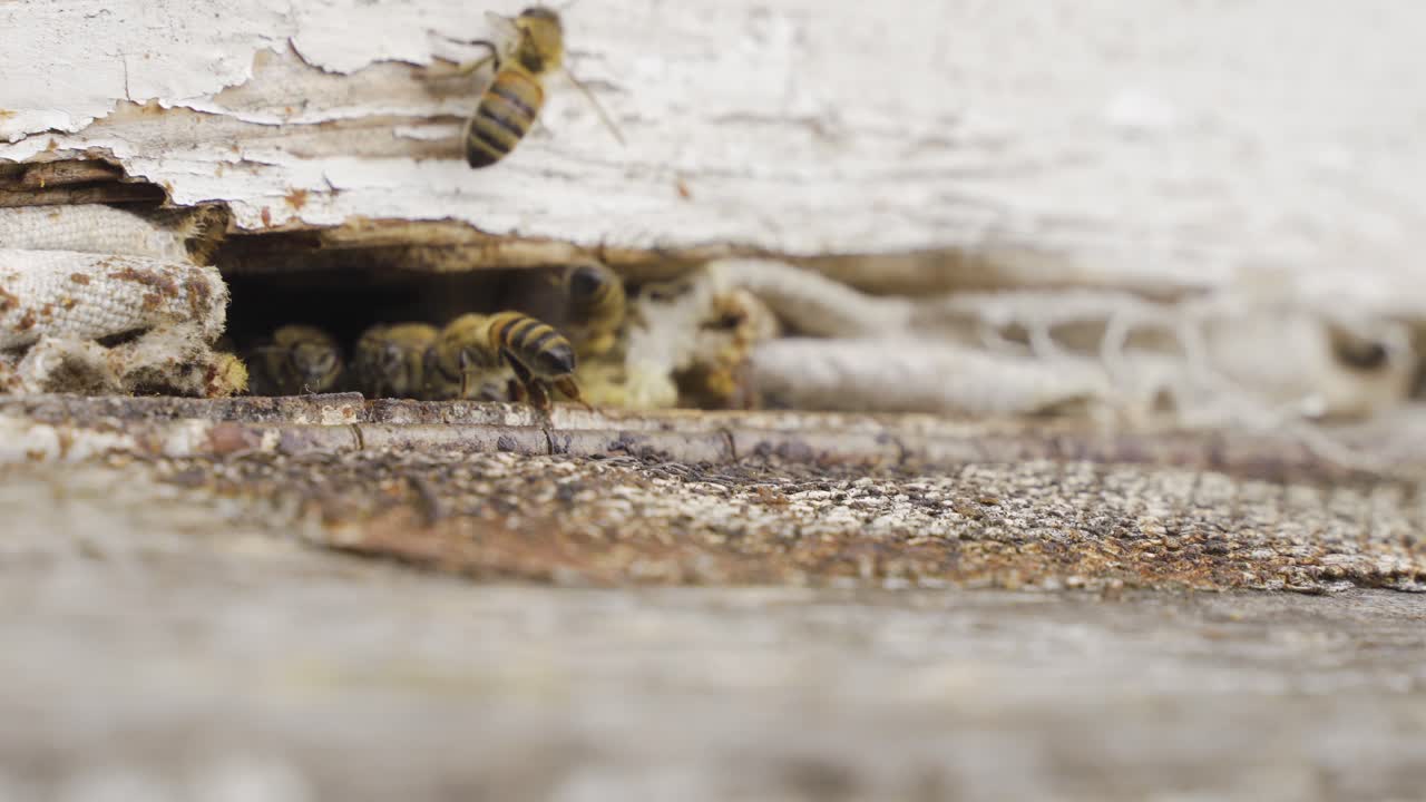 la colmena de las abejas.