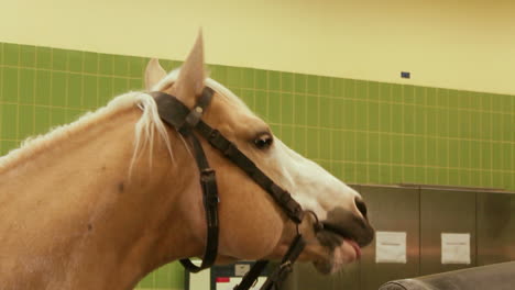 stallion flehming, neighing, and licking a springbok